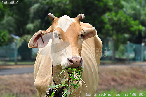 Image of Having Lunch