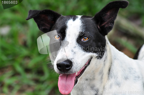 Image of Smiling Dog