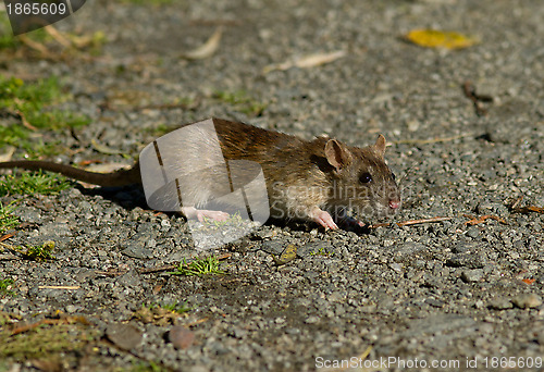 Image of Brown rat