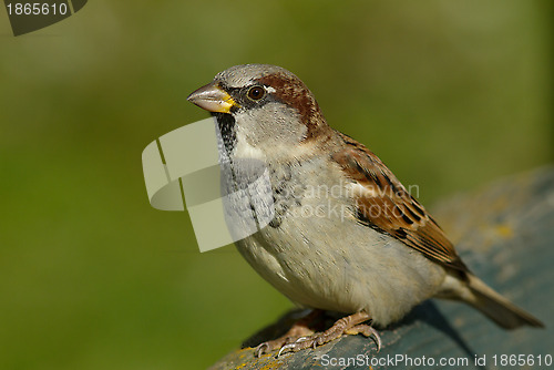 Image of House sparrow