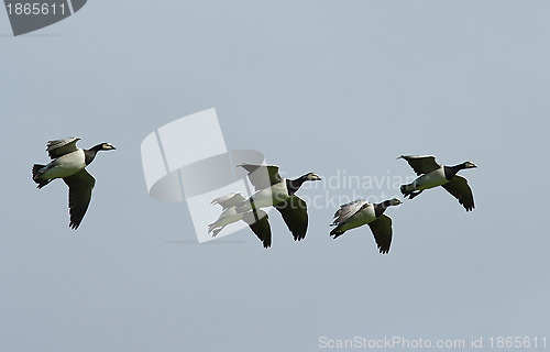 Image of Barnacle goose