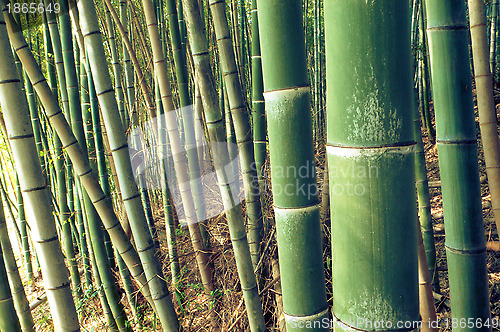 Image of green bamboo forest