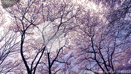 Image of blossom cherries