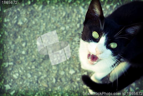 Image of paranormal background cat, halloween