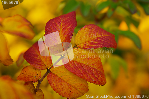 Image of Aronia Melanocarpa