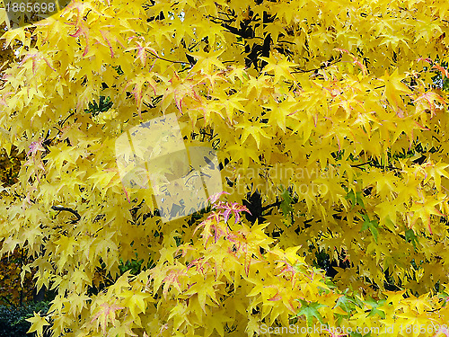 Image of Autumn