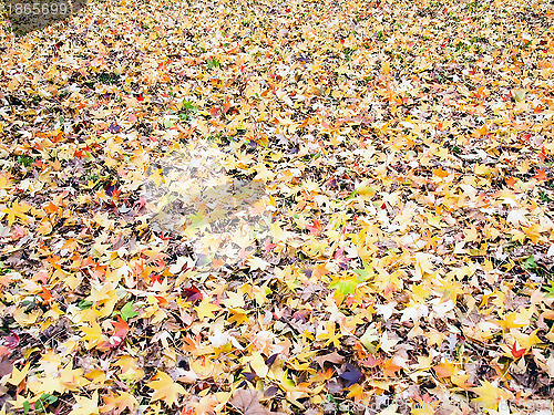 Image of Autumn