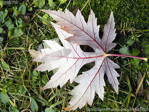 Image of Leaf