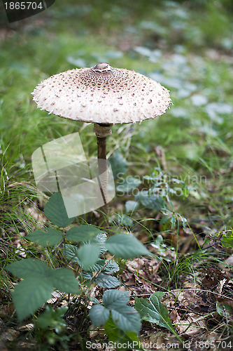 Image of Mushrooms