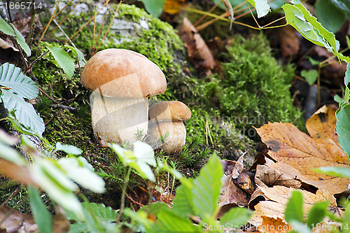 Image of Mushrooms