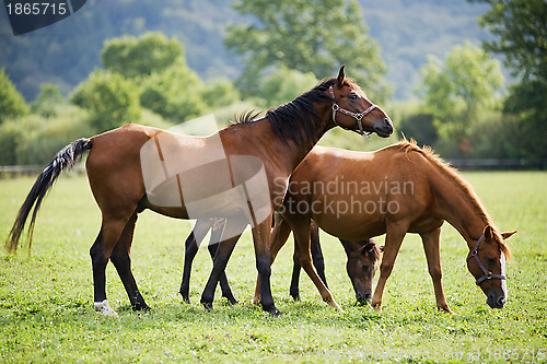 Image of Horses