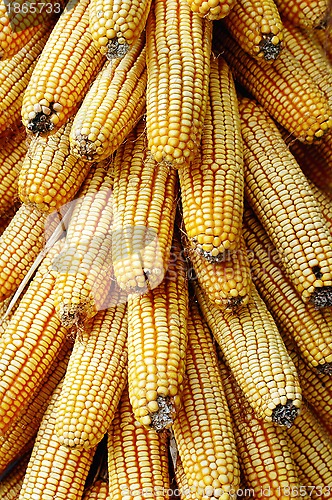Image of Pile of corn cobs