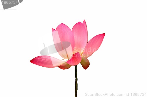 Image of Lotus flower