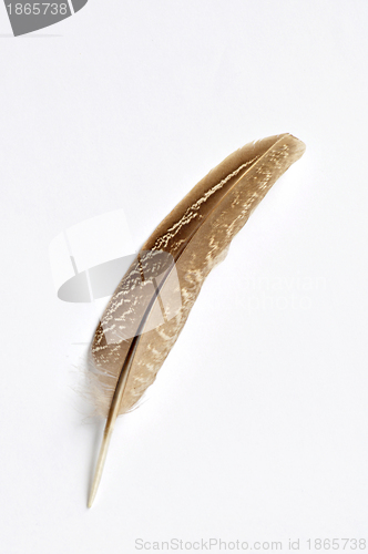 Image of Feather