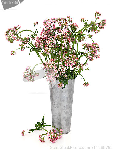 Image of Valerian Herb Flowers