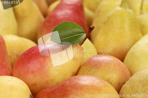 Image of Ripe Pears