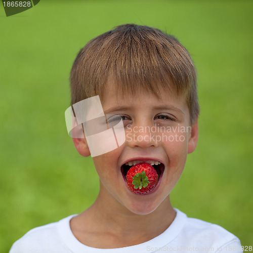 Image of Little boy eating a strawberry