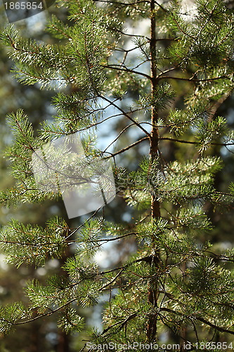 Image of pine