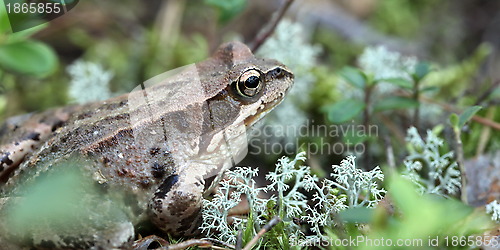 Image of toad 