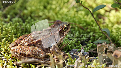 Image of toad 