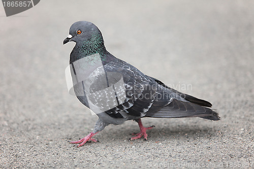 Image of pigeon walking
