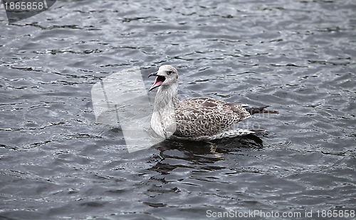 Image of seagull