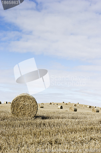 Image of Hay bales