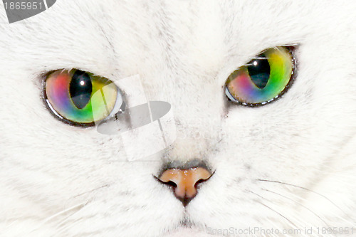 Image of pedigreed cat