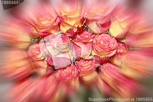 Image of flower rose