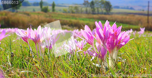 Image of autumn crocus in the field