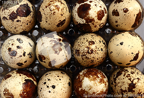Image of bunch of quail eggs