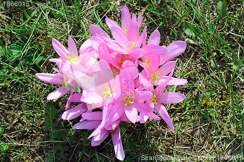 Image of colchicum autumnale