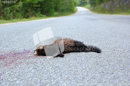 Image of dead ferret on the road