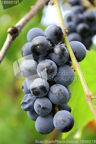 Image of red grapes in the garden