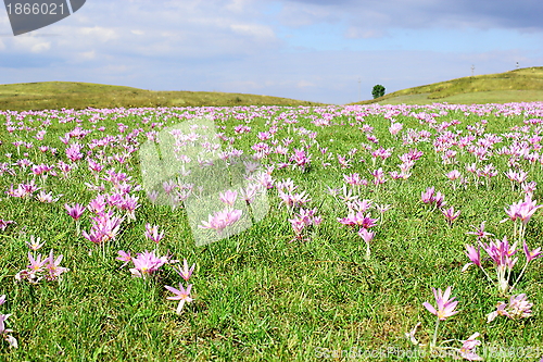 Image of field of autumn crocus