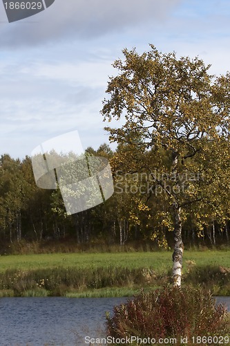 Image of birch tree 