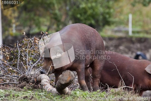 Image of brown pig