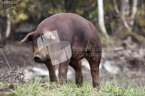 Image of ginger pig