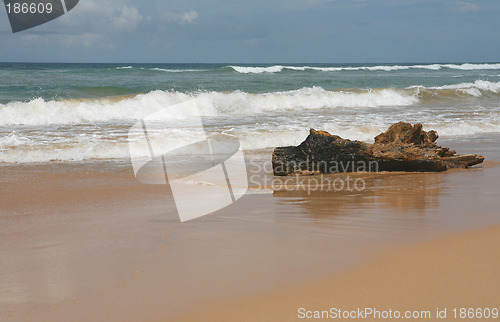 Image of Beach driftwood