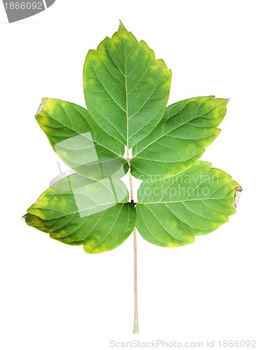 Image of Close-up of  autumn leaf on white