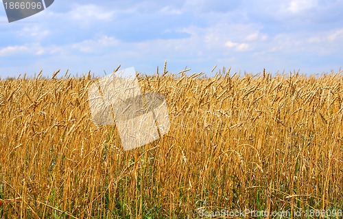 Image of Yellow grain ready for harvest growing in a farm field