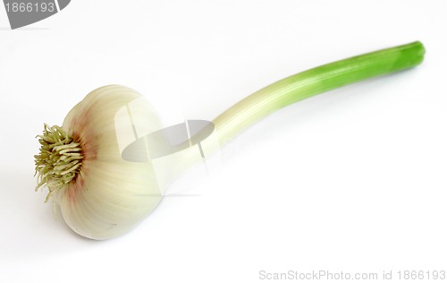 Image of Garlic isolated on white background.