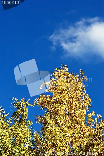 Image of Autumn birch