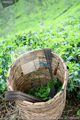 Image of A tea-picker's basket