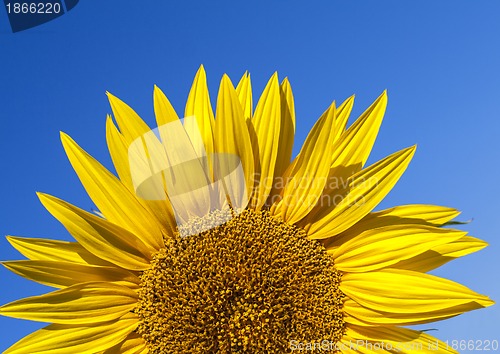 Image of Fully blossomed sunflower