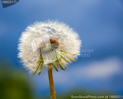 Image of dandelion