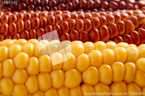 Image of Corn