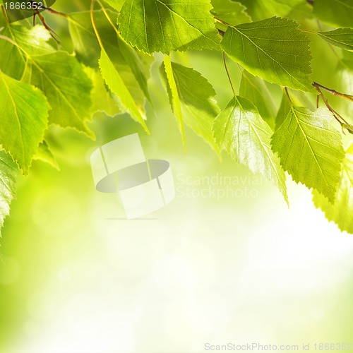 Image of Fresh And Green Leaves