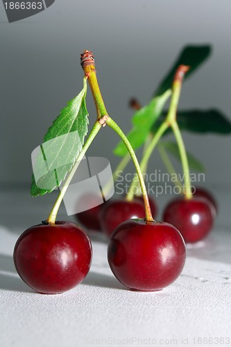 Image of Cherry