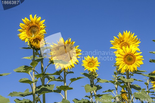 Image of Fully blossomed sunflower